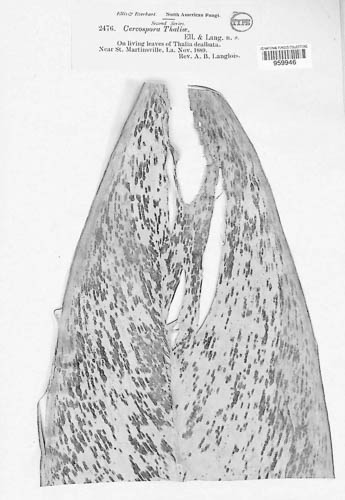 Zasmidium thaliae image